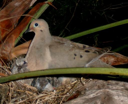 bird with chicks